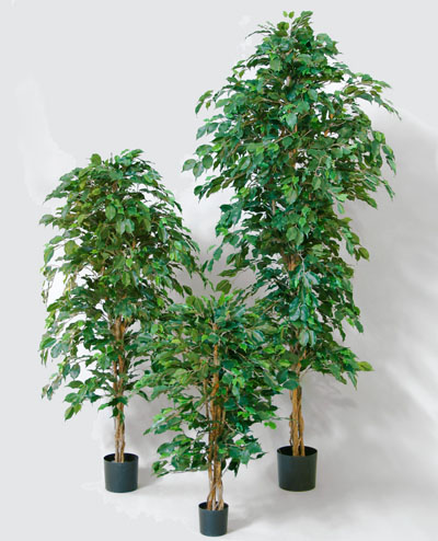 80-070 Ficus 70cm, 80-110 Ficus 110cm, 80-130 Ficus 130cm, 80-160 Ficus 160cm, 80-190 Ficus 190cm
